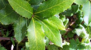 Nightcap oak (Eidothea hardeniana). Image from the public domain.