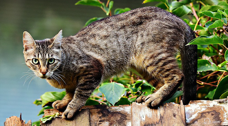House Cat Animal Mackerel Feline Pet Domestic Fur Head