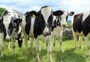 Holstein Cattle Cows Heifers Field Dairy Milk