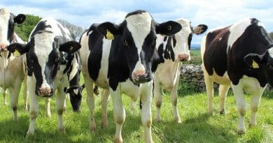 Holstein Cattle Cows Heifers Field Dairy Milk