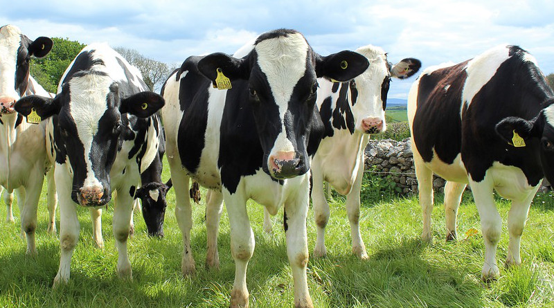 Holstein Cattle Cows Heifers Field Dairy Milk