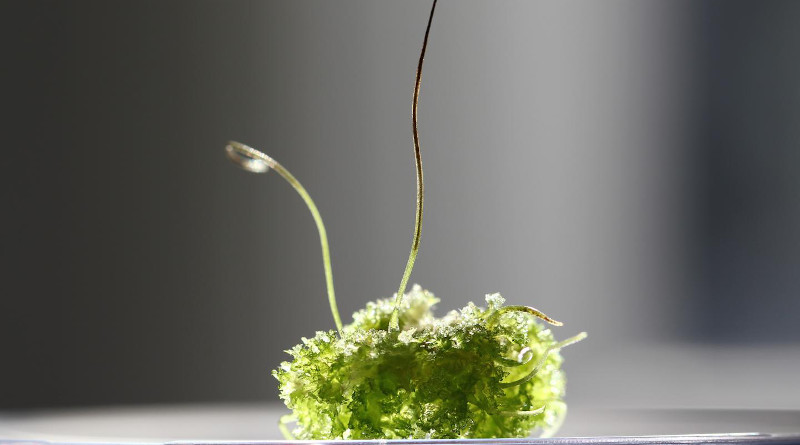 Researchers sequenced the genomes of three hornworts, including this Anthoceros agrestis. These ancient plants hold evolutionary secrets that could help crops grow more efficiently with less fertilizer. CREDIT Image credit: Eftychis Frangedakis