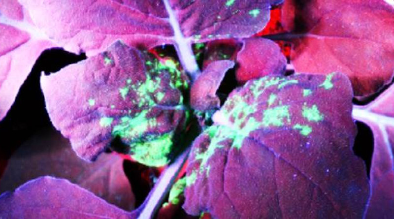 The team trialed nine different Cas13 variants to assess specificity and efficiency against three different RNA viruses in tobacco plants. Reproduced under a Creative Commons license from reference 1 © 2020 Mahas et al.
