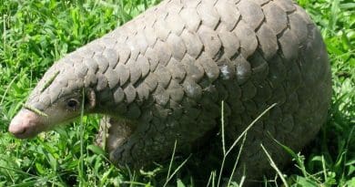A Chinese Pangolin. Photo Credit: Ms. Sarita Jnawali of NTNC – Central Zoo, U.S. Fish and Wildlife Service Headquarters, Wikipedia Commons