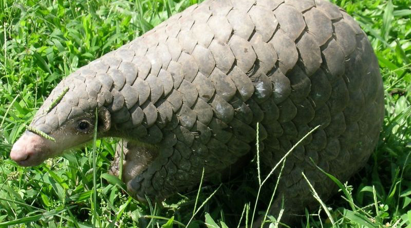 A Chinese Pangolin. Photo Credit: Ms. Sarita Jnawali of NTNC – Central Zoo, U.S. Fish and Wildlife Service Headquarters, Wikipedia Commons