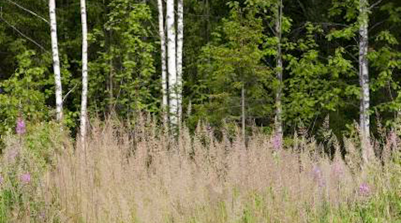 Calamagrostis arundinacea grass in the field. Photo: Raisa Mäkipää.
