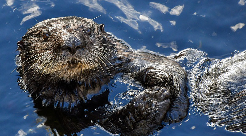 sea otter