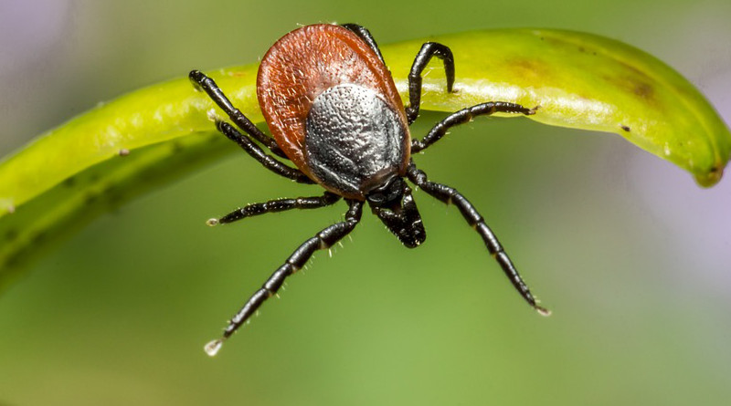 Ixodes Ricinus Castor Bean Tick Tick Lyme Disease Danger