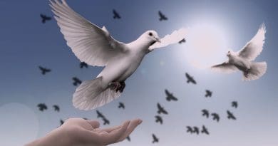 Dove Hand Trust God Pray Prayer Peace Soul