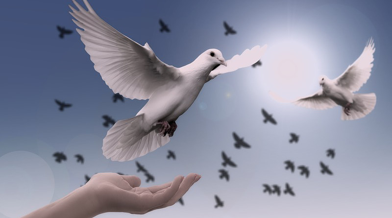 Dove Hand Trust God Pray Prayer Peace Soul