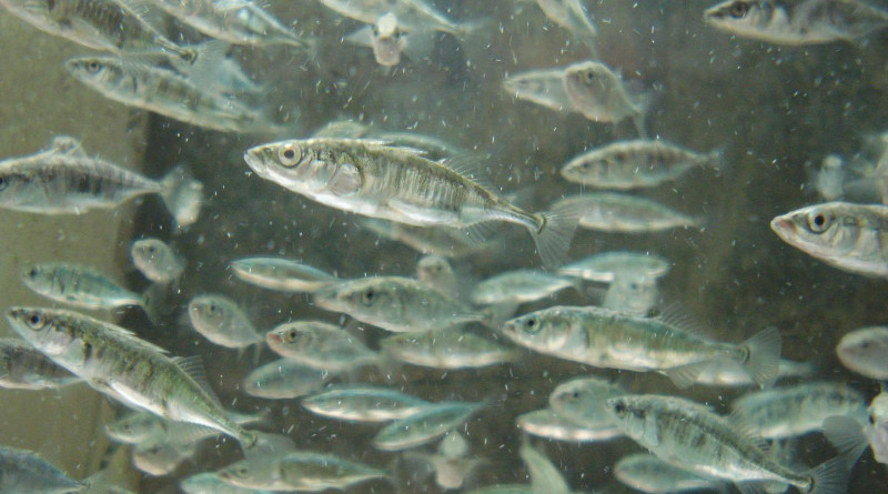 Three-spined sticklebacks are used as model organisms in this study. CREDIT M. Heckwolf, GEOMAR