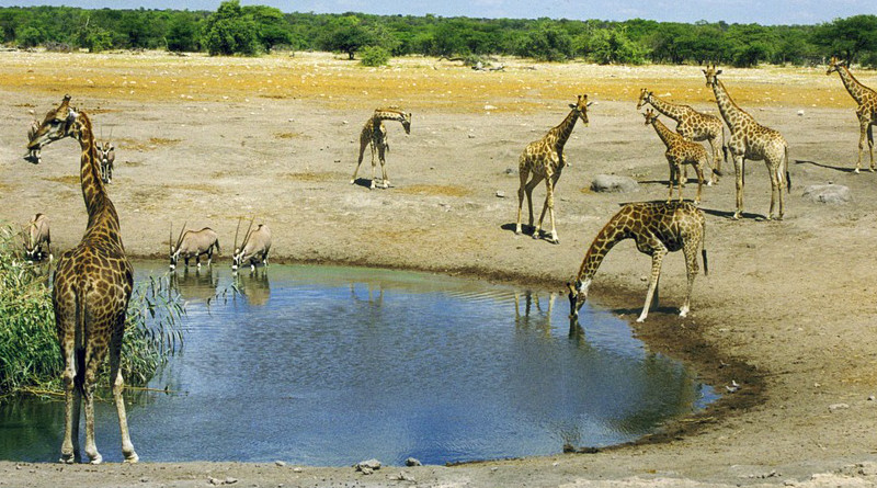 Giraffes Mammal Wild Animal Africa Namibia Savannah