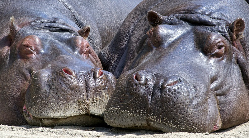 Hippo Mammal Wildlife Nature Wild Big Head
