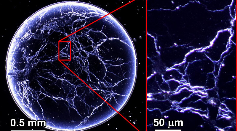 A drop of American whiskey evaporated to form a distinctive web-like pattern of solutes. CREDIT Adapted from ACS Nano 2020, DOI: 10.1021/acsnano.9b08984