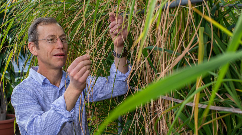 Biologist Kenneth M. Olsen tends rice in the Jeanette Goldfarb Plant Growth Facility at Washington University in St. Louis. CREDIT Joe Angeles/Washington University