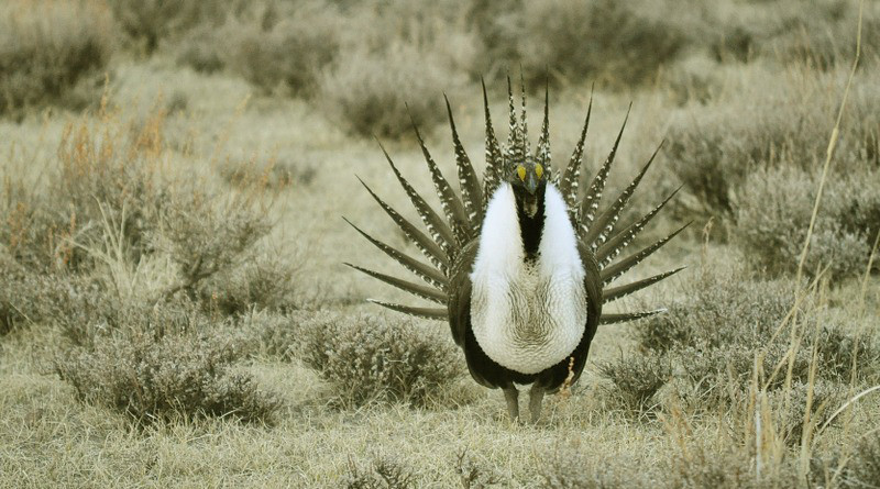 Greater Sage Grouse Bird Wildlife Nature Prairie