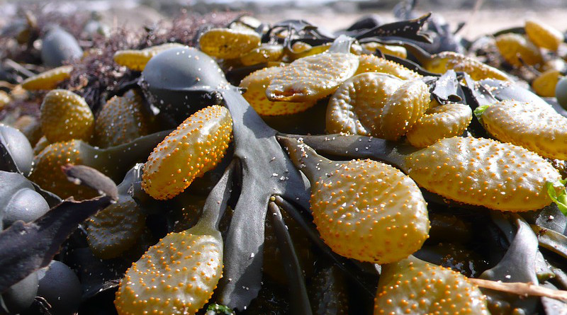 Kelp Seaweed Sea Beach Coast