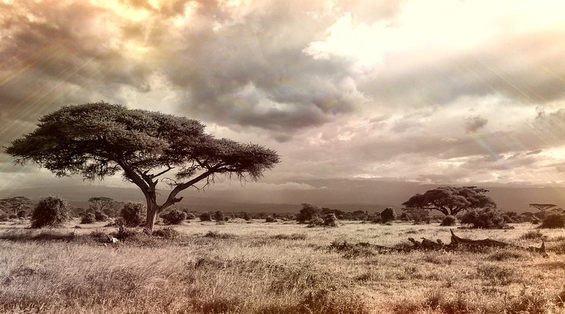 Africa Savannah National Park Tree Nature Sky