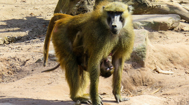 Monkey Primate Animal Baboon Suckle Mammal