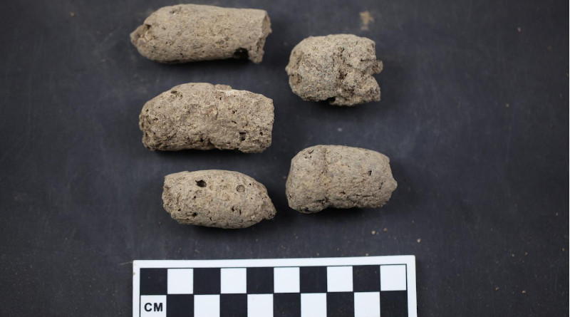 H35 (Ash pit number 35) coprolites from Xiaosungang archaeological site, Anhui Province, China CREDIT Jada Ko, courtesy of the Anhui Provincial Institute of Cultural Relics and Archaeology