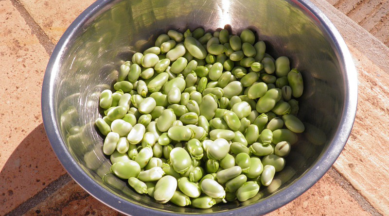 Broad Beans Beans Favas Vegetable Vegetarian Green
