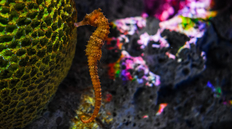 Sea Horse Underwater Plants Animals Fish Colour