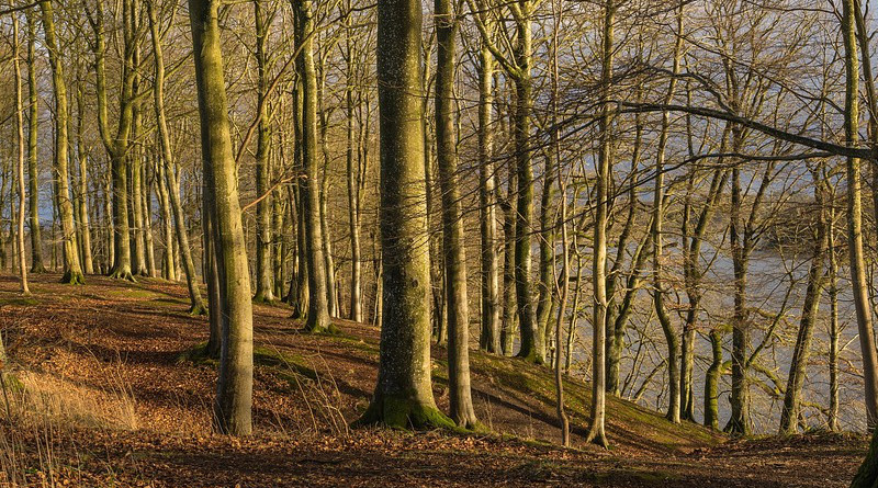 Trees Forest Landscape Scenic Winter Shadows