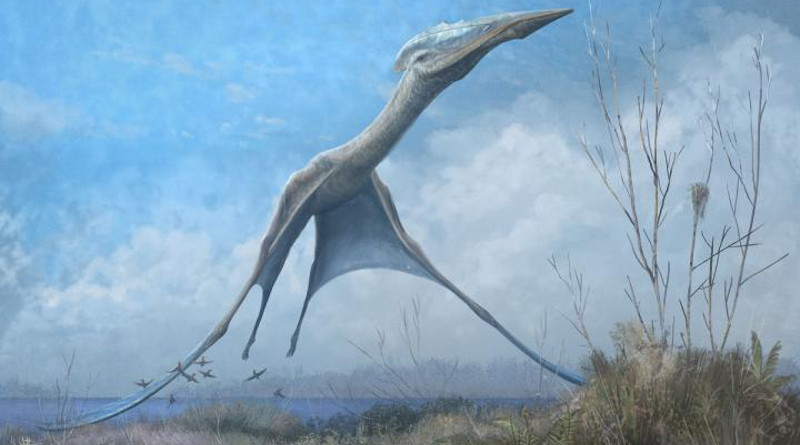 Reconstruction of the giant pterosaur Hatzegopteryx launching into the air, just after the forelimbs have left the ground. CREDIT Mark Witton