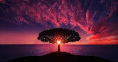Nature Tree Sunset Amazing Beautiful Breathtaking