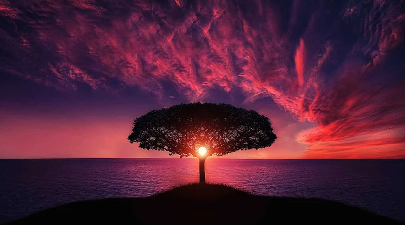 Nature Tree Sunset Amazing Beautiful Breathtaking