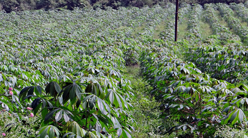 Cassava Manihot Esculenta Crop Plantation India
