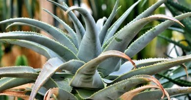 Agave Cactus Succulent Spur Prickly Green Desert