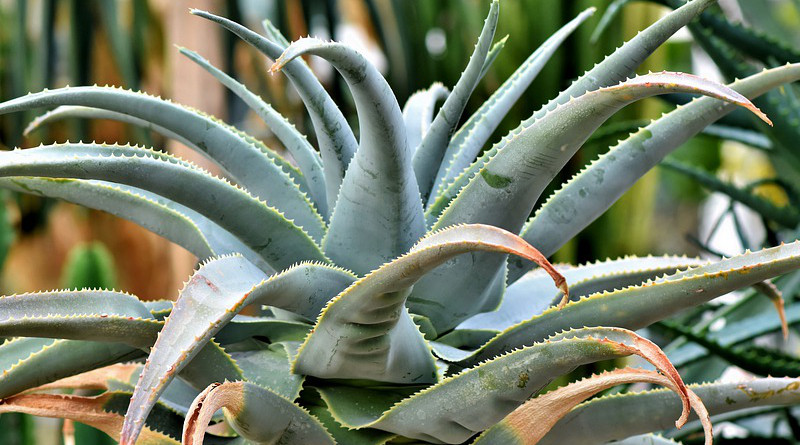 Agave Cactus Succulent Spur Prickly Green Desert