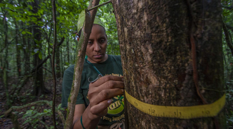 Since 1982, more than 200,000 trees are measured every five years on Barro Colorado Island in Panama. CREDIT Christian Ziegler
