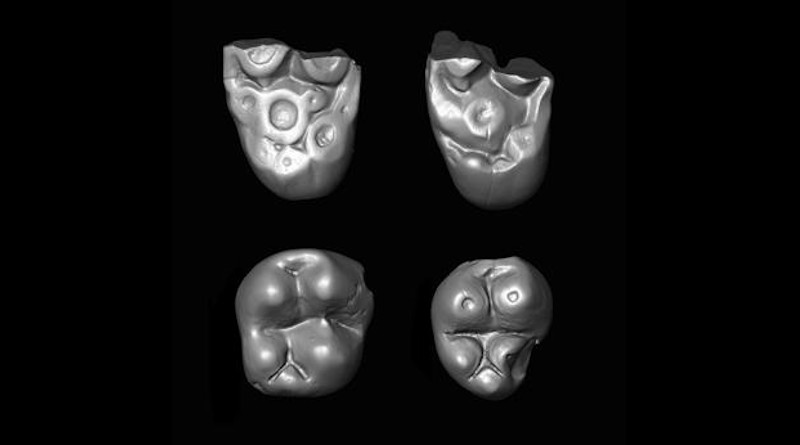 Tiny molar teeth of the parapithecid monkey Ucayalipithecus from the Oligocene of Perú CREDIT Erik Seiffert