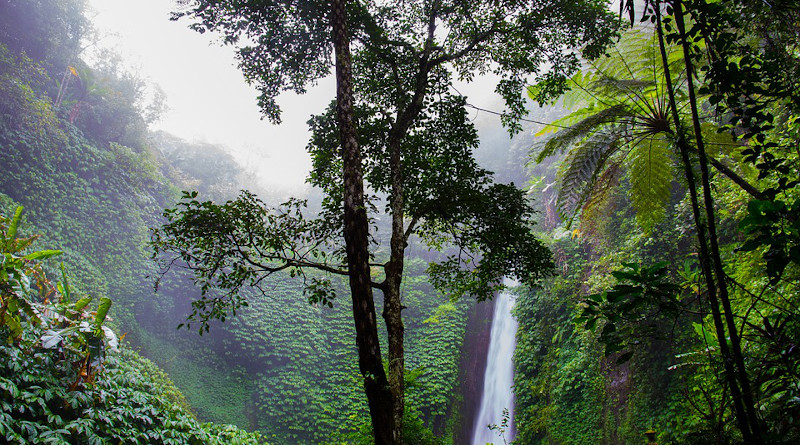 Waterfall Rainforest Forest Nature Ferns Jungle