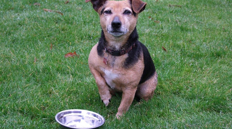 Dog Terrier Food Pet Animal Small