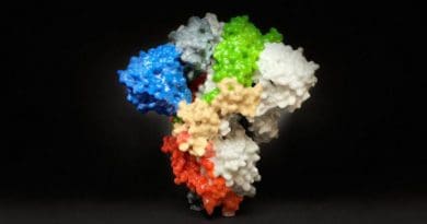 Image shows a 3D print of a spike protein on the surface of SARS-CoV-2, the virus that causes COVID-19. University of Iowa and University of Georgia are developing vaccine candidates based on the PIV5 virus expressing coronavirus spike proteins. Photo Credit: NIH