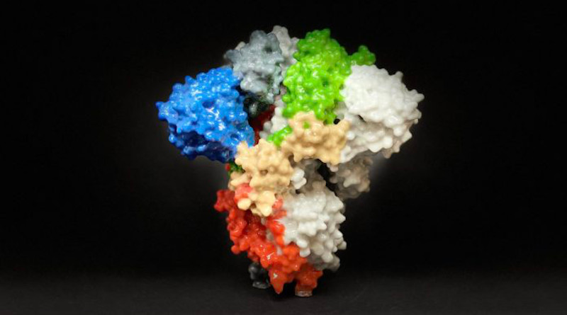 Image shows a 3D print of a spike protein on the surface of SARS-CoV-2, the virus that causes COVID-19. University of Iowa and University of Georgia are developing vaccine candidates based on the PIV5 virus expressing coronavirus spike proteins. Photo Credit: NIH