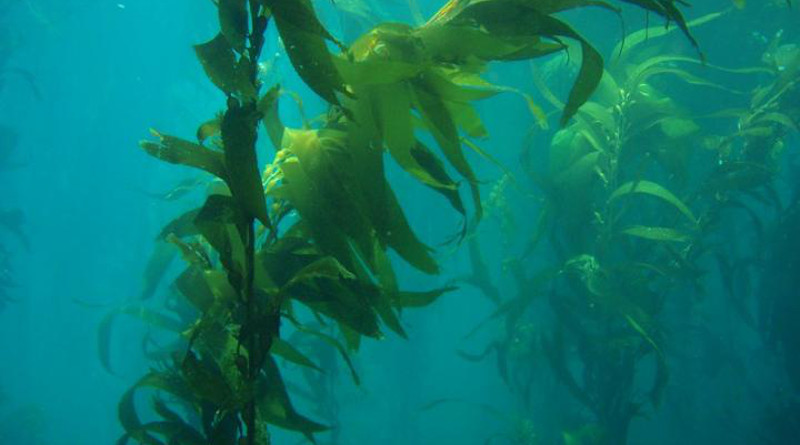 Giant kelp (Macrocystis pyrifera). California, Channel Islands NMS. CREDIT Claire Fackler, CINMS, NOAA
