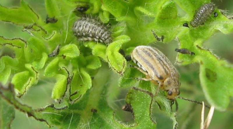 Leaf beetle Ophraella communa. CREDIT Professor Heinz Müller-Schärer