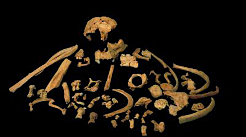 Skeletal remains of Homo antecessor CREDIT Prof. José María Bermúdez de Castro