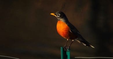 American Robin Bird Wildlife Fence Wire Perched