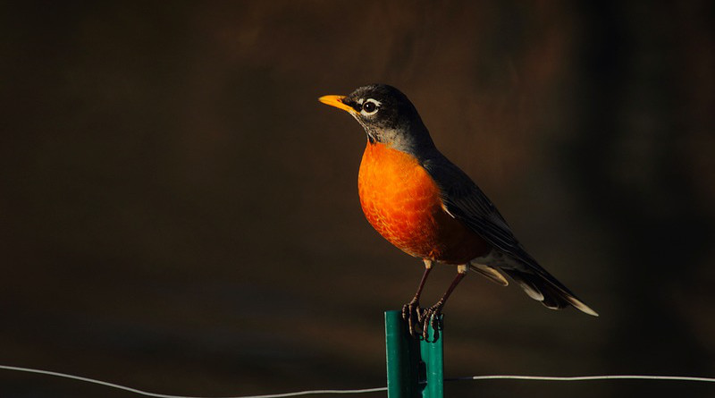 American Robin Bird Wildlife Fence Wire Perched