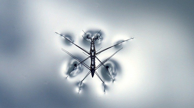 Water Strider Animal Water Insect Strider Bug