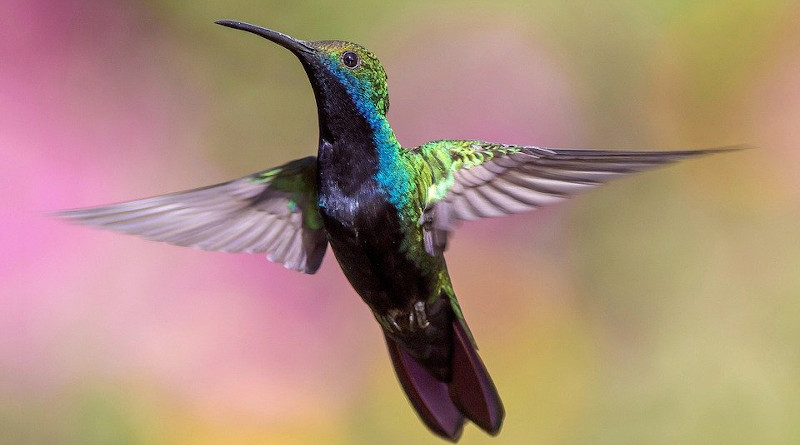 Hummingbird Bird Flight Avian Feathers Fly