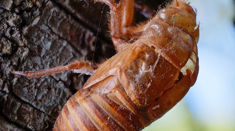 Cicada Animal Chantui The Cicada Shell Insect