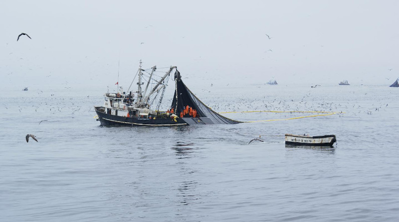 Peruvian industrial purse seiners in full activity of anchovy fishing. CREDIT © IRD - Arnaud Bertrand