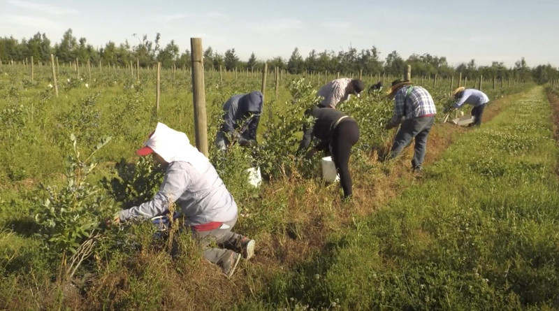 Workers pick blueberries in Skagit County, Washington state, in 2018. This image is from a video demonstrating a partnership between UW researchers and Washington farmworkers. CREDIT UW Department of Environmental & Occupational Health Sciences