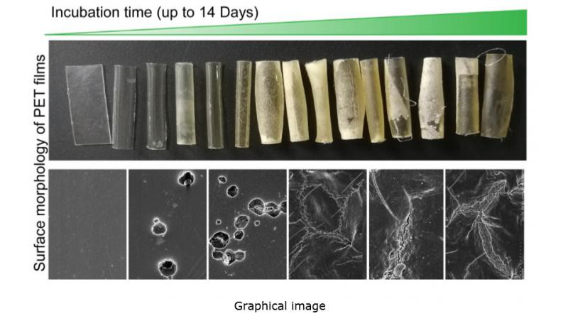 SEM analysis of PET films during biodegradation using C. thermocellum whole-cell biocatalyst at 60°C CREDIT LIU Yajun